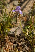 DPPhotography - Crete - Moraea mediterranea - C