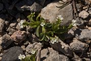 DPPhotography - Crete - Myosotis litoralis - A