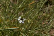 DPPhotography - Crete - Nigella damascena - A