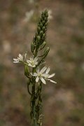 DPPhotography - Crete - Ornithogalum narbonense - A