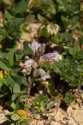 DPPhotography - Crete - Orobanche ramosa - B