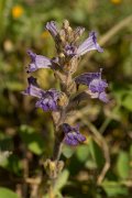 DPPhotography - Crete - Orobanche ramosa - D