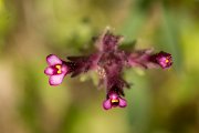 DPPhotography - Crete - Parentucellia latifolia - B