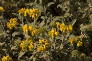 DPPhotography - Crete - Phlomis cretica - A