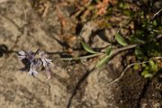 DPPhotography - Crete - Polygala venulosa - A