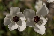 DPPhotography - Crete - Ranunculus asiaticus - A