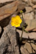 DPPhotography - Crete - Ranunculus sprunerianus - A