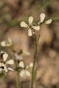 DPPhotography - Crete - Raphanus raphanistrum - A