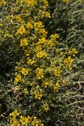 DPPhotography - Crete - Ruta chalepensis - A