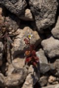 DPPhotography - Crete - Saxifraga tridactylites - A