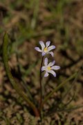 DPPhotography - Crete - Scilla nana - B