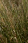 DPPhotography - Crete - Scirpoides holoschoenus - B