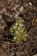 DPPhotography - Crete - Sideritis curvidens - A