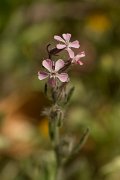 DPPhotography - Crete - Silene gallica - B