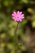 DPPhotography - Crete - Silene intergripetala - A