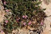 DPPhotography - Crete - Silene sedoides - B