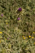 DPPhotography - Crete - Silybum marianum - A
