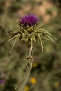 DPPhotography - Crete - Silybum marianum - B