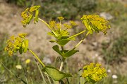 DPPhotography - Crete - Smyrnium perfoliatum rotundifolium - B