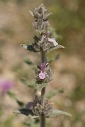 DPPhotography - Crete - Stachys cretica - A
