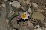 DPPhotography - Crete - Tulipa cretica - A