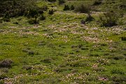 DPPhotography - Crete - Tulipa cretica - H