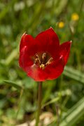 DPPhotography - Crete - Tulipa doerfleri - C