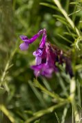 DPPhotography - Crete - Vicia villosa microphylla - A