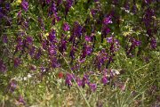 DPPhotography - Crete - Vicia villosa microphylla - B