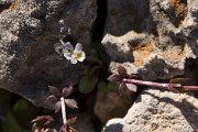 DPPhotography - Crete - Viola rauliniana - A