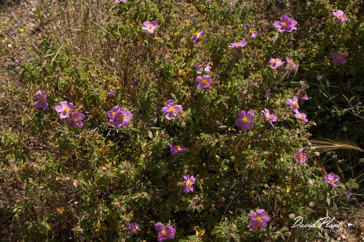 DPPhotography - Crete - Cistus creticus - B.jpg - Cistus creticus