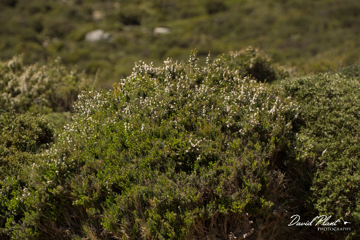 DPPhotography - Crete - Erica arborea - A.jpg - Erica arborea