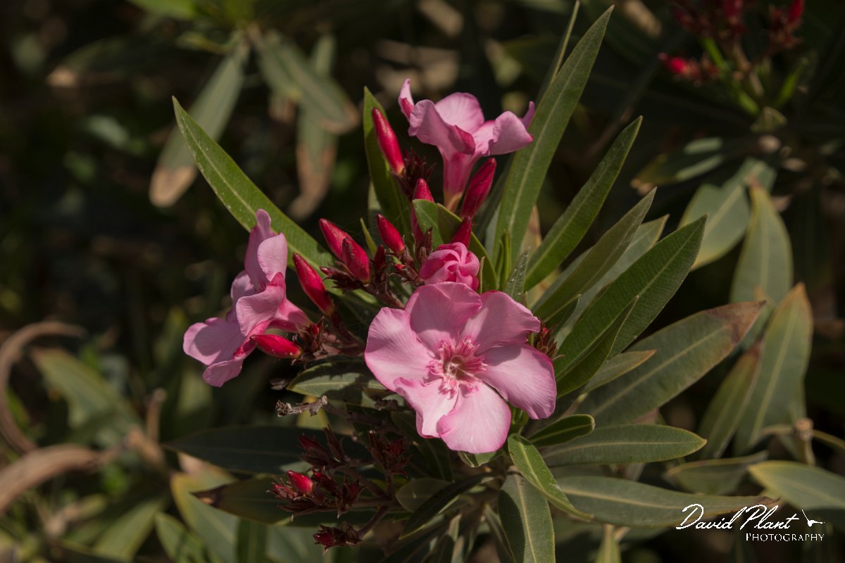 DPPhotography - Crete - Nerium oleander - B.jpg - Nerium oleander