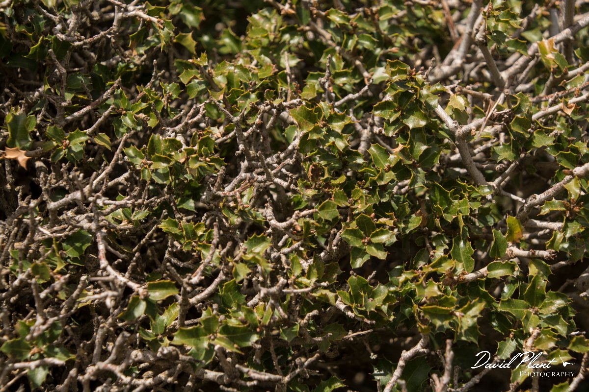 DPPhotography - Crete - Quercus coccifera - A.jpg - Quercus coccifera