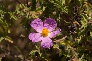 DPPhotography - Crete - Cistus creticus - A