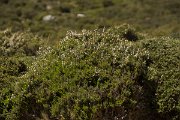 DPPhotography - Crete - Erica arborea - A