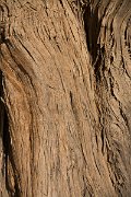 DPPhotography - Crete - Juniperus oxycedrus macrocarpa - B