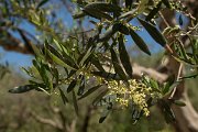 DPPhotography - Crete - Olea europaea - A