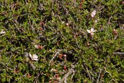 DPPhotography - Crete - Prunus prostrata - A