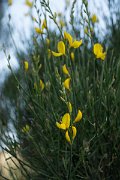DPPhotography - Crete - Spartium junceum - A