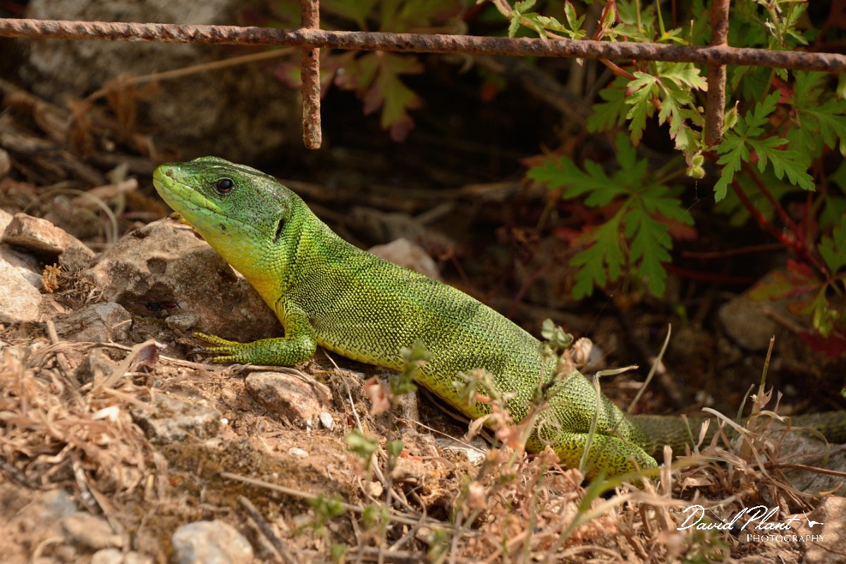David Plant Photography - Wildlife Photography - Balkan green lizard - A.jpg - Balkan green lizard - Lake Kournas, Crete