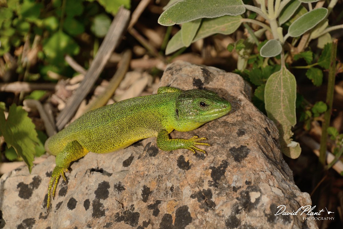 David Plant Photography - Wildlife Photography - Balkan green lizard - B.jpg - Balkan green lizard - Lake Kournas, Crete