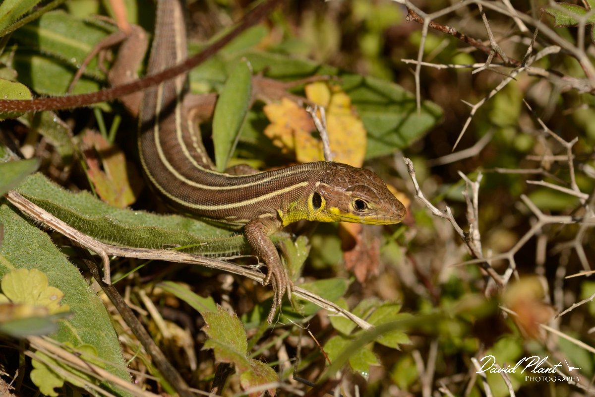 David Plant Photography - Wildlife Photography - Balkan green lizard - D.jpg - Balkan green lizard juvenile - Spili mound, Crete