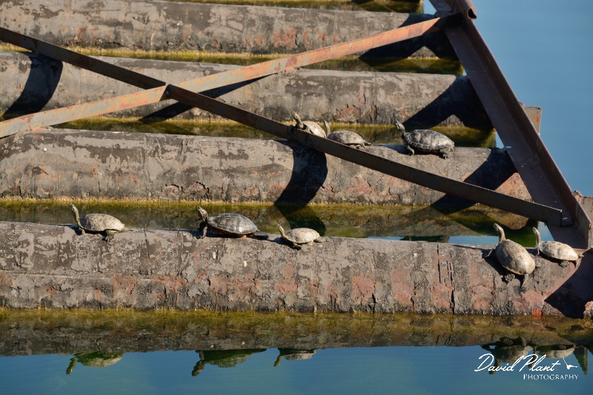 David Plant Photography - Wildlife Photography - Balkan pond-turtle - C.jpg - Balkan pond-turtles and red-eared slider - Lake Kournas, Crete