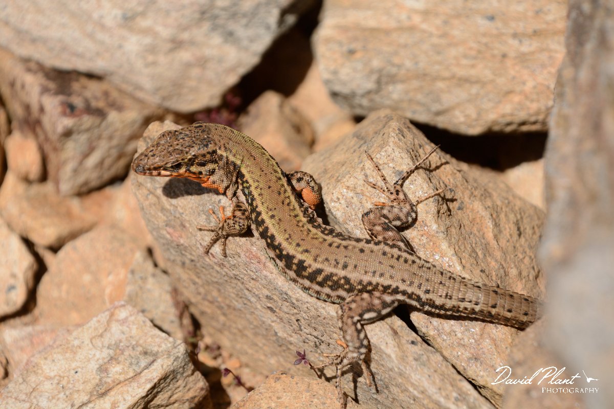 David Plant Photography - Wildlife Photography - Cretan wall lizard - A.jpg - Cretan wall lizard - Agios Dikeos, Crete