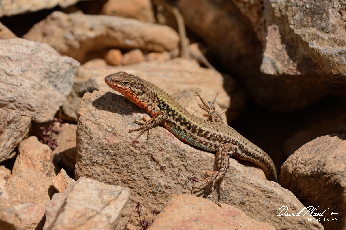 David Plant Photography - Wildlife Photography - Cretan wall lizard - B.jpg - Cretan wall lizard - Agios Dikeos, Crete