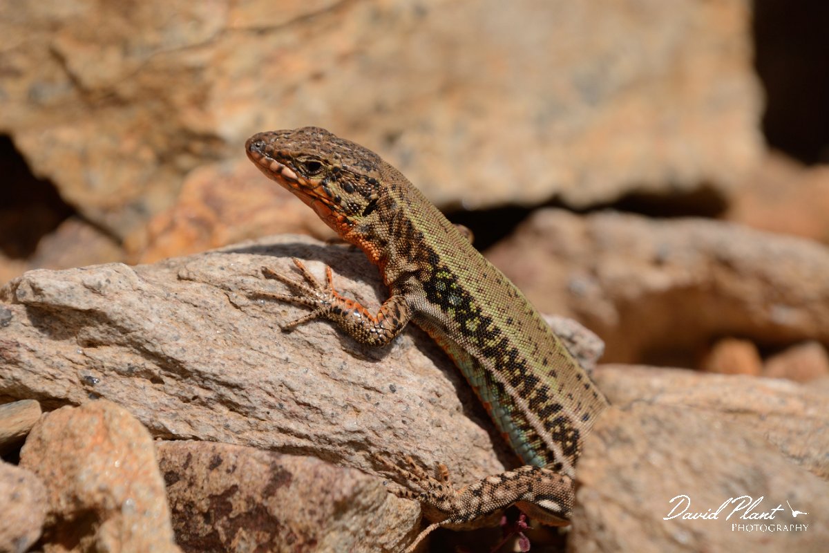 David Plant Photography - Wildlife Photography - Cretan wall lizard - C.jpg - Cretan wall lizard - Agios Dikeos, Crete