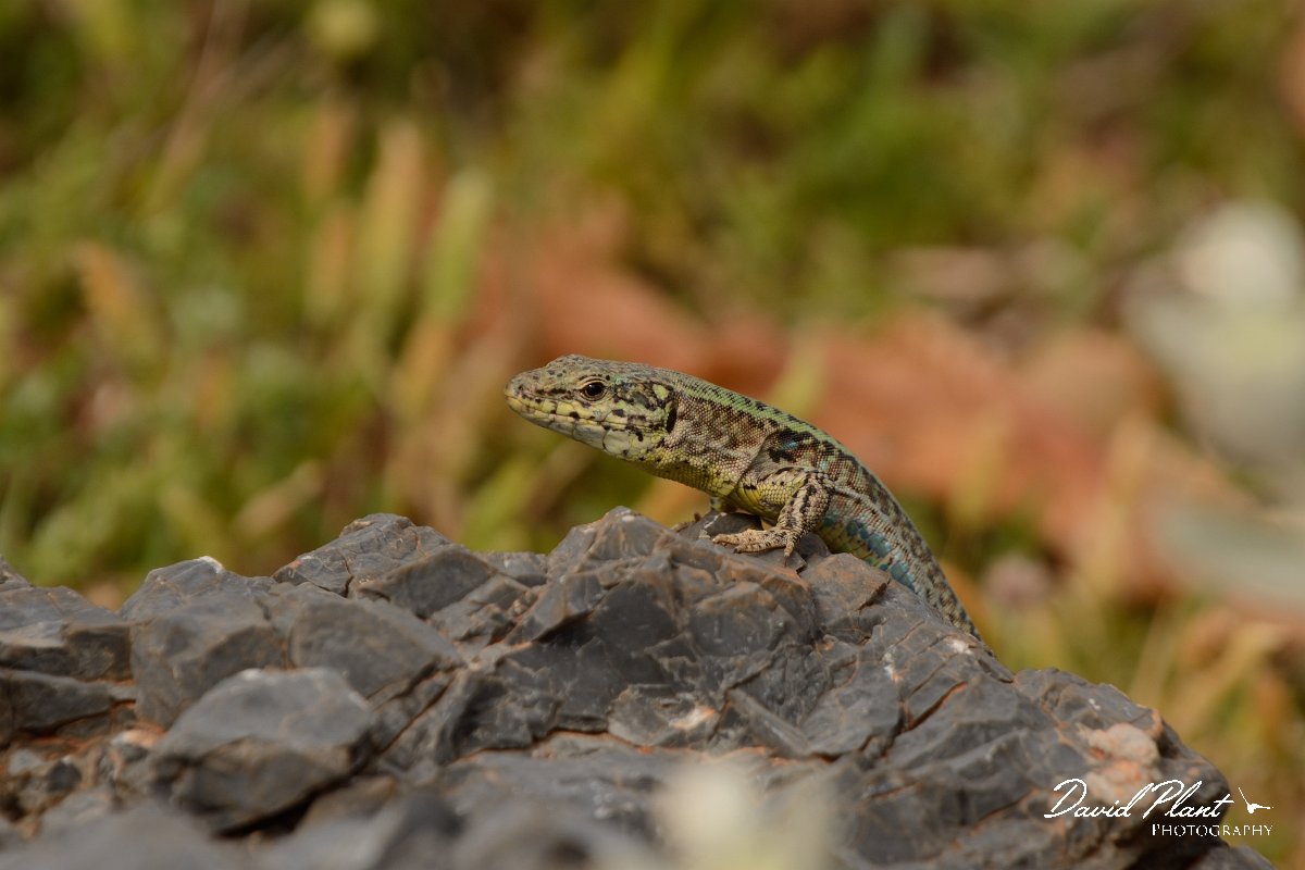David Plant Photography - Wildlife Photography - Cretan wall lizard - D.jpg - Cretan wall lizard - Balos beach, Crete
