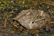 David Plant Photography - Wildlife Photography - Balkan pond-turtle - A