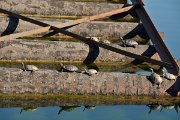 David Plant Photography - Wildlife Photography - Balkan pond-turtle - C